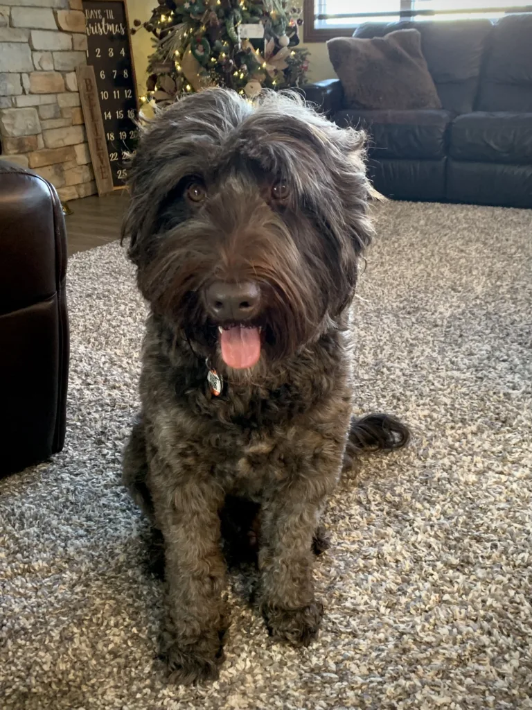 Photo depicting a brown coloured Australian Labradoodle Male