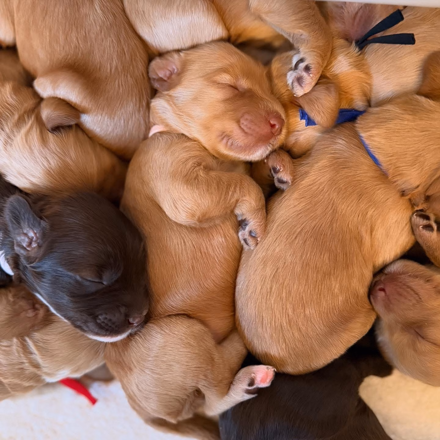 a group of Australian Labradoodles lay sleeping together, cuddled and cozy looking