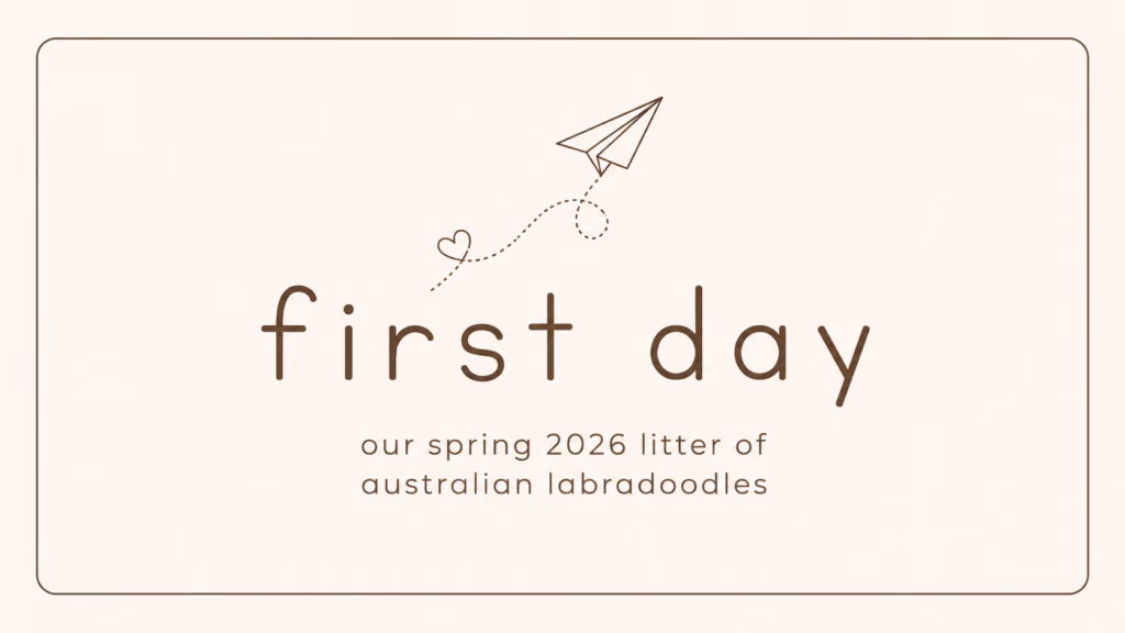 first day spring 2026 Australian labradoodle litter announcement