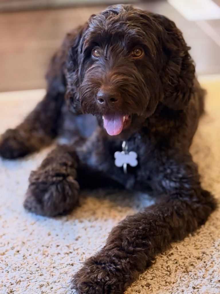 Down with Doodles presents Hazel. Our Australian Labradoodle Dam for Little Giants and First Day