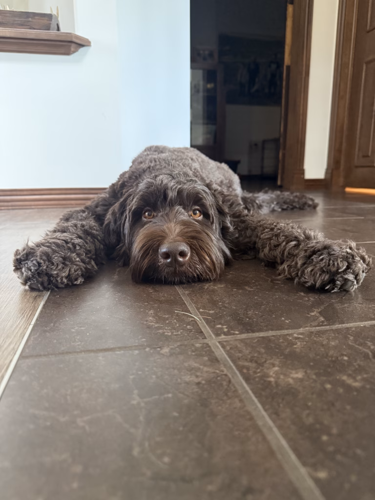 Down with Doodles presents Hazel. Our Australian Labradoodle Dam for Little Giants and First Day