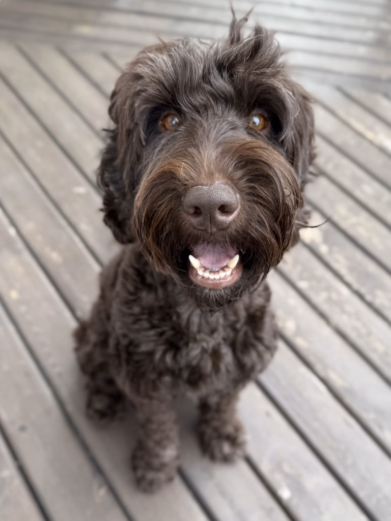 Down with Doodles presents Hazel. Our Australian Labradoodle Dam for Little Giants and First Day