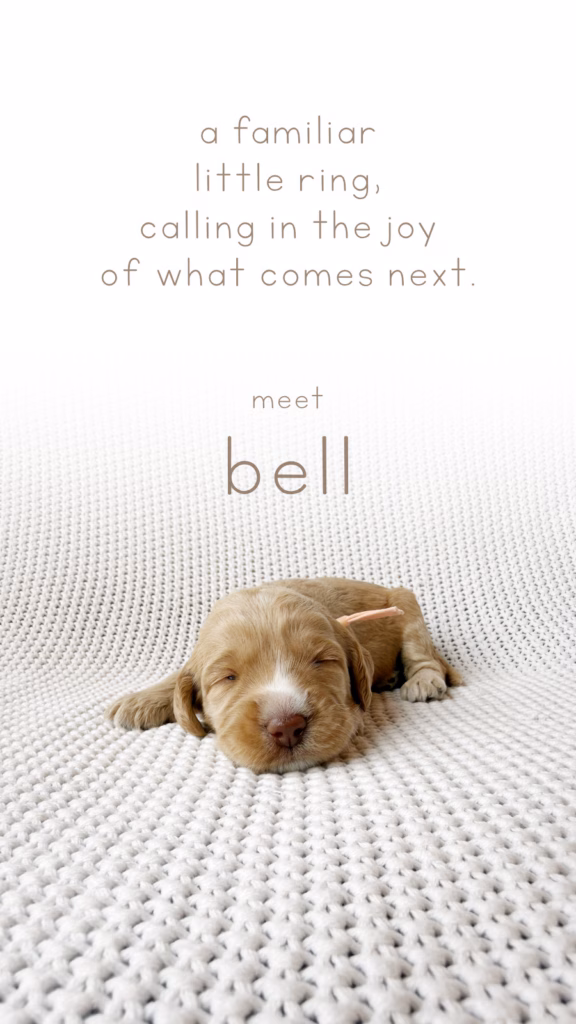 Meet Bell, Our newly born Australian Labradoodle puppy at Down with Doodles
