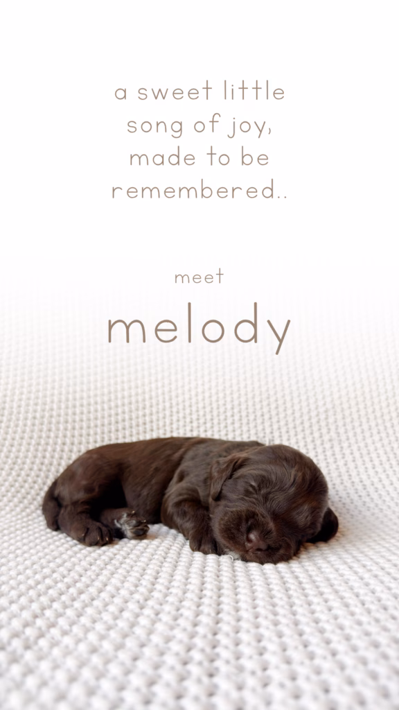 Meet Melody, Our newly born Australian Labradoodle puppy at Down with Doodles