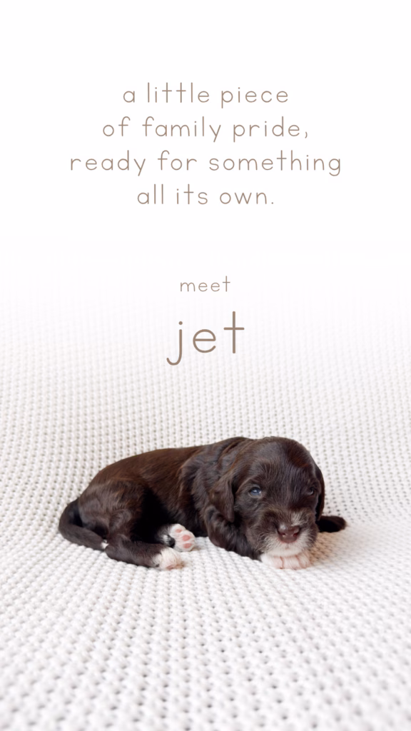 Meet Jet, Our newly born Australian Labradoodle puppy at Down with Doodles