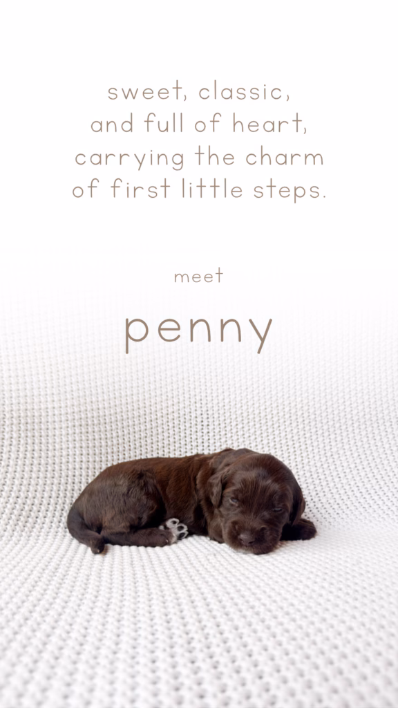 Meet Penny, Our newly born Australian Labradoodle puppy at Down with Doodles