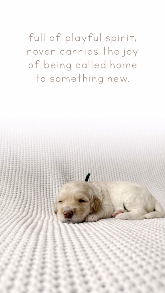 Meet Rover, Our newly born Australian Labradoodle puppy at Down with Doodles
