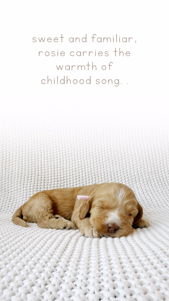 Meet Rosie, Our newly born Australian Labradoodle puppy at Down with Doodles
