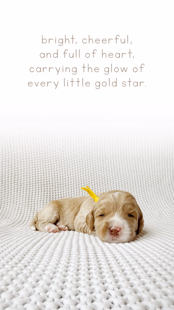Meet Goldie, Our newly born Australian Labradoodle puppy at Down with Doodles