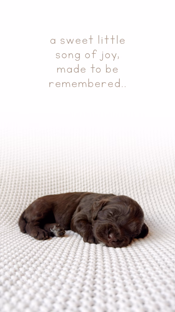 Meet Goldie, Our newly born Australian Labradoodle puppy at Down with Doodles