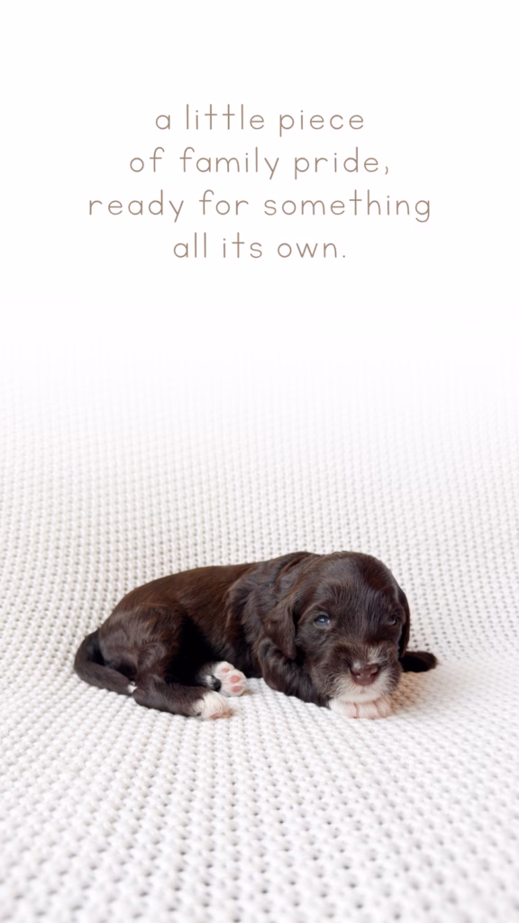 Meet Jet, Our newly born Australian Labradoodle puppy at Down with Doodles